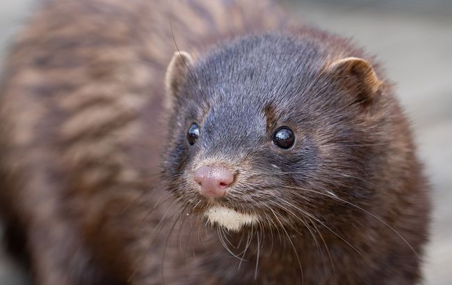 Редкий гость в Одесской области: в нацпарке обнаружили следы животного из Красной книги