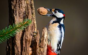 Дятел б'є по дереву 20 разів за секунду: чому у нього не болить голова?