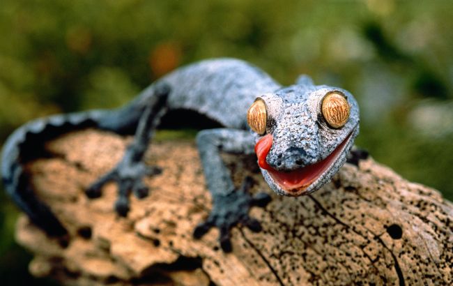 Адаптуються до будь-яких умов: які істоти еволюціонують найшвидше