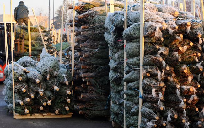 В Киеве на следующей неделе начнут собирать елки на переработку: карта пунктов
