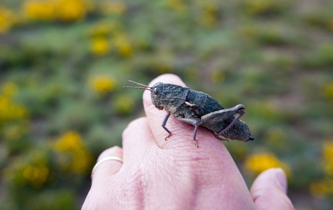Саранча в доме, дворе или на окне - к беде или удаче? Что предвещают приметы и суеверия