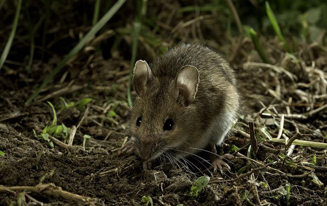 В Сумской области обнаружили опасный вирус: как он передается и чем опасен