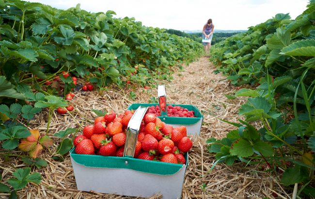 Клубника больше не плодоносит? Вот когда кусты нужно выкопать и посадить новые