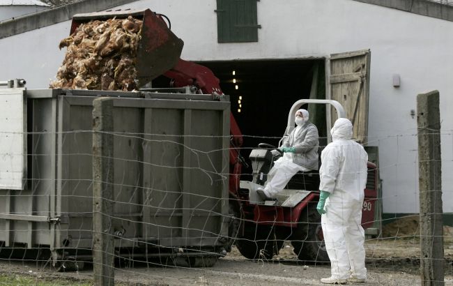 Норвегия заявила о вспышке высокопатогенного птичьего гриппа еще на одной ферме
