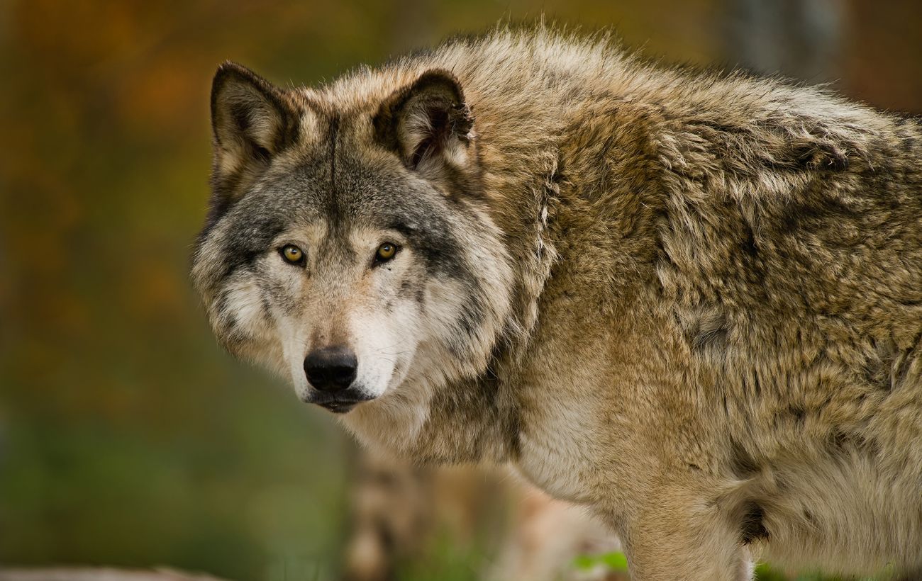 Чому не можна тікати та дивитися в очі: як вижити при зустрічі з вовком