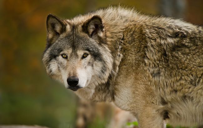 Чому не можна тікати та дивитися в очі: як вижити при зустрічі з вовком