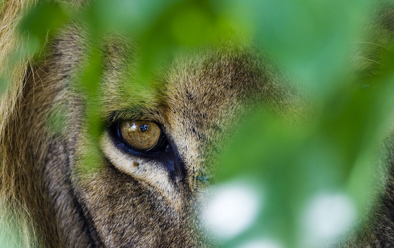 Найнебезпечніші тварини, для яких людина стає здобиччю