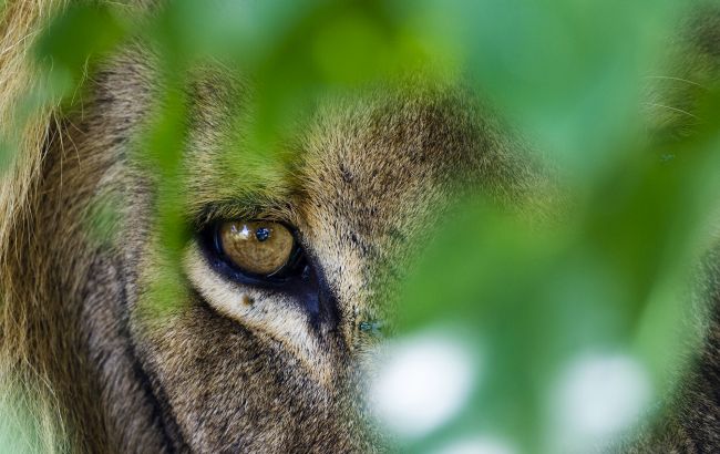 Найнебезпечніші тварини, для яких людина стає здобиччю