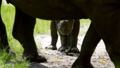 У зоопарку народилося дитинча зникаючого виду носорога: дивіться на цього малюка!
