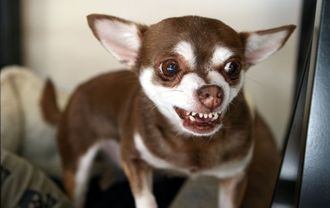 Чому собака постійно гавкає: ветеринар розкрила 5 несподіваних причин