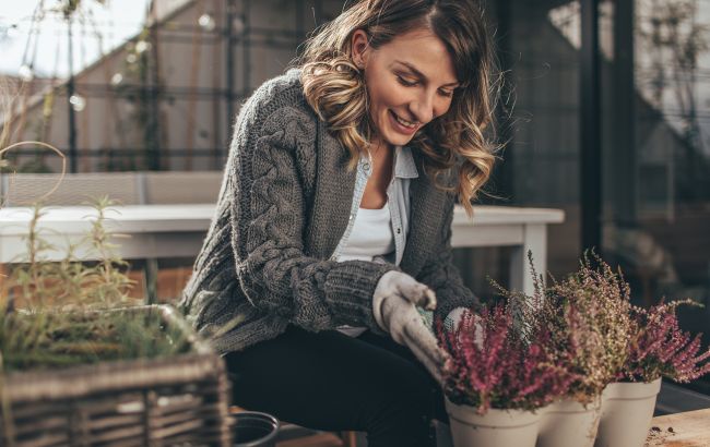 Саженцы для балкона и террасы, которые не боятся морозов
