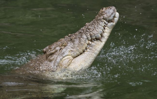 В Индонезии крокодил проглотил 8-летнего ребенка: отец бросился на рептилию с голыми руками