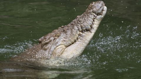 В Австралии крокодил-гигант выбрался на пляж и съел двух акул на глазах у людей: шокирующее видео