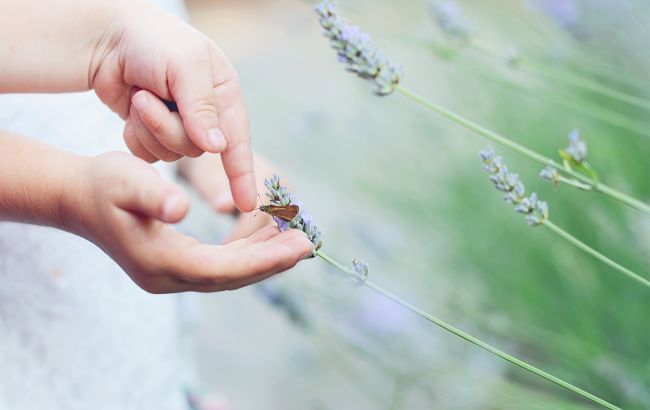 Війна проти природи. Якими будуть наслідки від знищення "світу" комах у зоні бойових дій