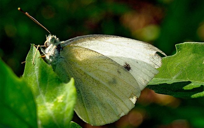 Без бабочек и жуков. Почему в Украине исчезают насекомые и какие от этого угрозы