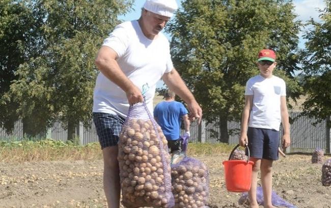Лукашенко с сыном собрал урожай картофеля на 70 мешков