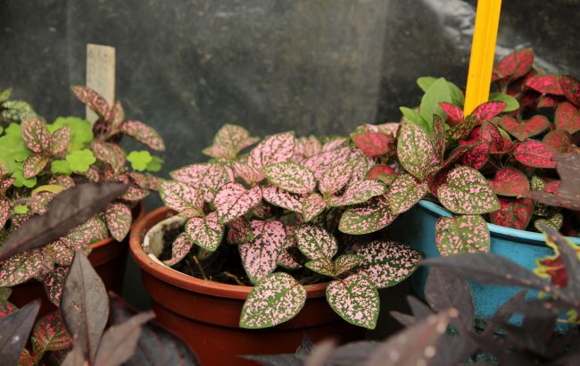 Цей дешевий аптечний засіб на очах оживить майже зів'ялі кімнатні квіти