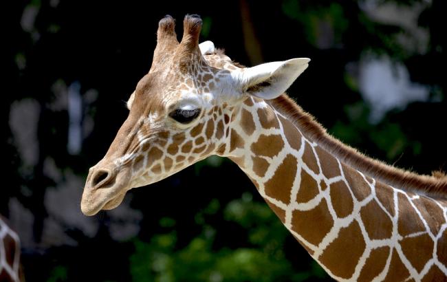 Маленька жирафа втекла з дитячого зоопарку (відео)