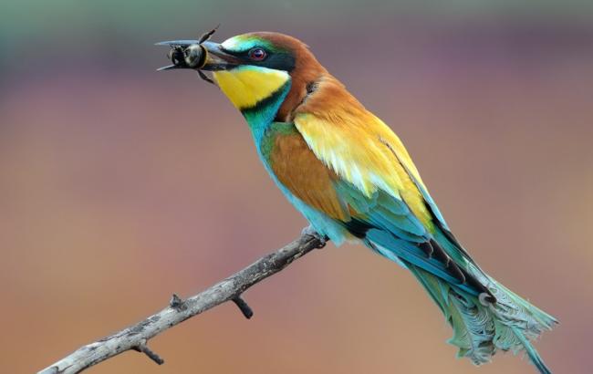 Погода на сегодня: в Украине местами ожидаются дожди, температура до +17