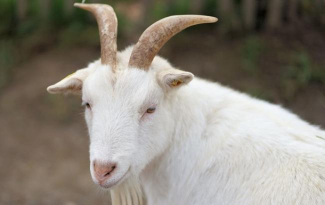 В Днепре одичалые козы после смерти хозяина поселились в парке (видео)