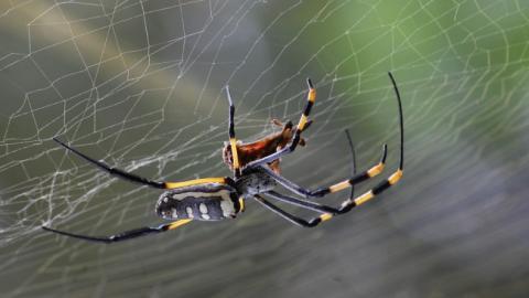 В США оригинально назвали новые виды пауков