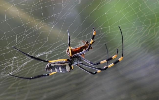 У США оригінально назвали нові види павуків