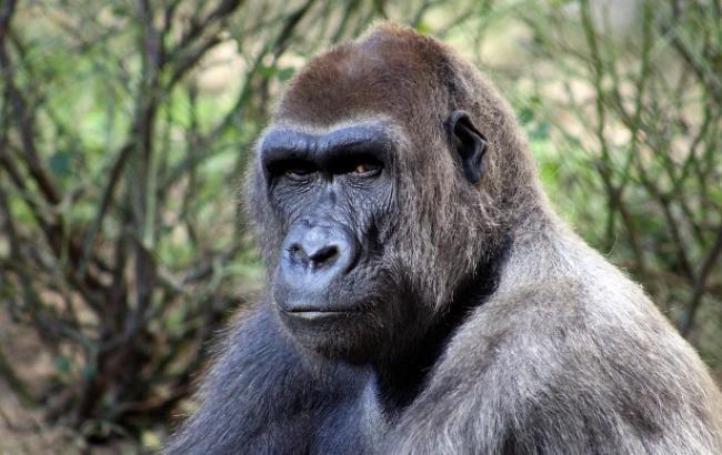 Померла всесвітньо відома горила, яка вміла спілкуватися з людьми мовою жестів
