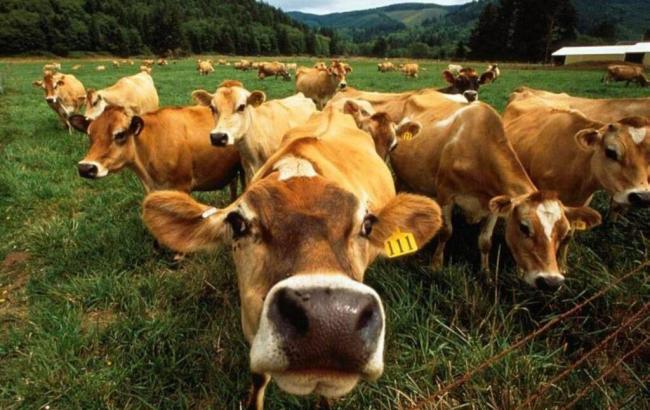 Производство говядины в мире в 2015 г. сократится на 1,5%, в Украине - на 6-8%
