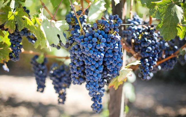 Боремося з хворобами винограду за копійки: поради досвідчених виноградарів