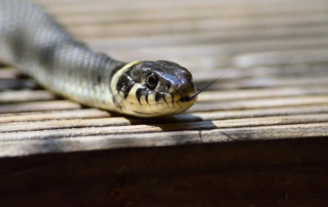 В Ивано-Франковской области 19-летнего парня укусила змея