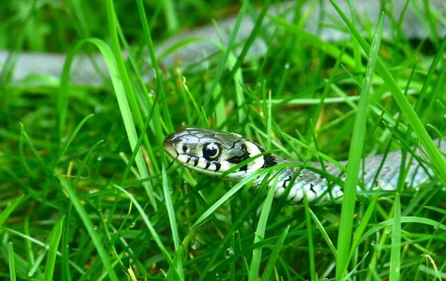 В Закарпатской области огромная змея напугала детей