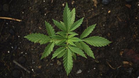 В Полтавской области разоблачили международную нарколабораторию