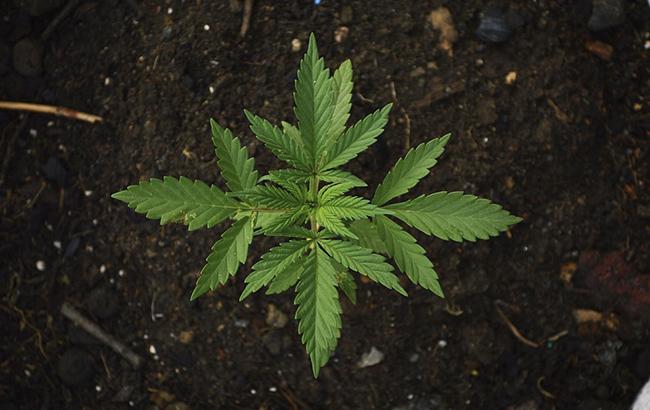 В Полтавской области разоблачили международную нарколабораторию