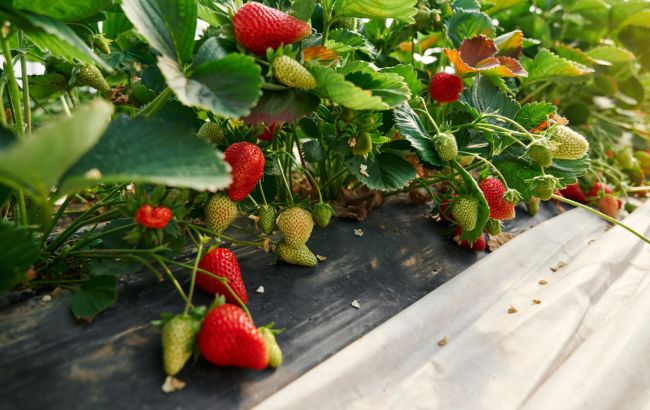 Как ухаживать за клубникой после сбора урожая, чтобы получить больше ягод