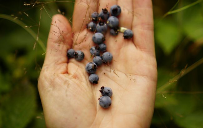 Названо 2 категорії людей, кому категорично не можна їсти чорницю