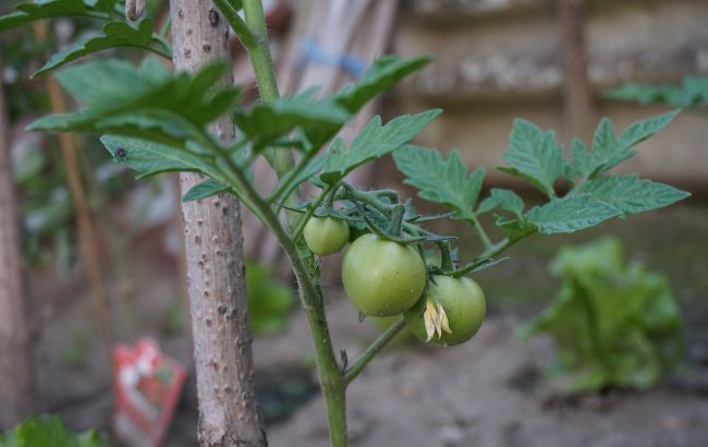 Когда сеять помидоры на рассаду, чтобы собрать богатый урожай