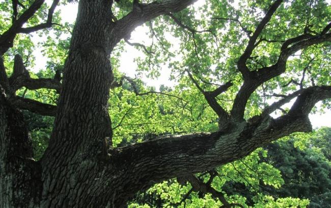 Україна відкривається іноземним громадянам з іншого боку завдяки Green Tour