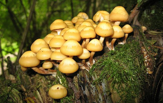 В Украине в этом году от отравления грибами пострадали свыше 200 человек