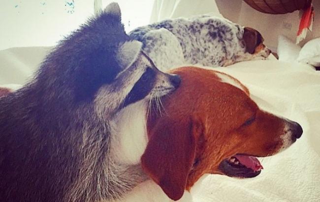 Спасенный енот возомнил себя собакой