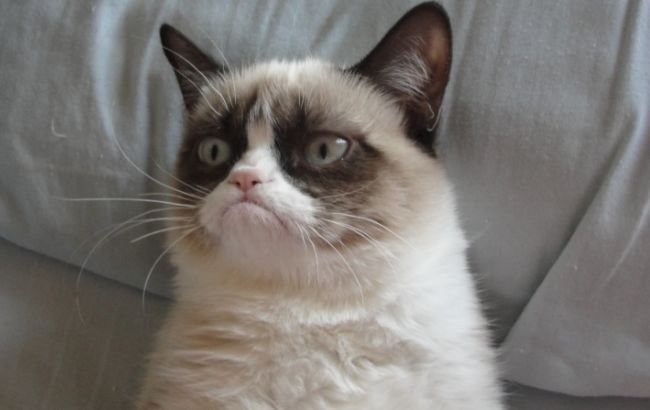 YouTube назвал самых популярных котов