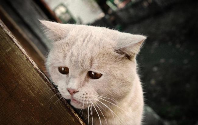 В оккупированный Крым не пустили украинских котов