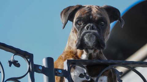 У Дніпрі чоловік спеціально нацьковує собаку на перехожих: тварина валить на землю (відео)