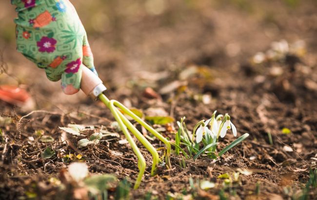 10 ошибок, которые хозяева делают на огороде весной и расплачиваются весь год