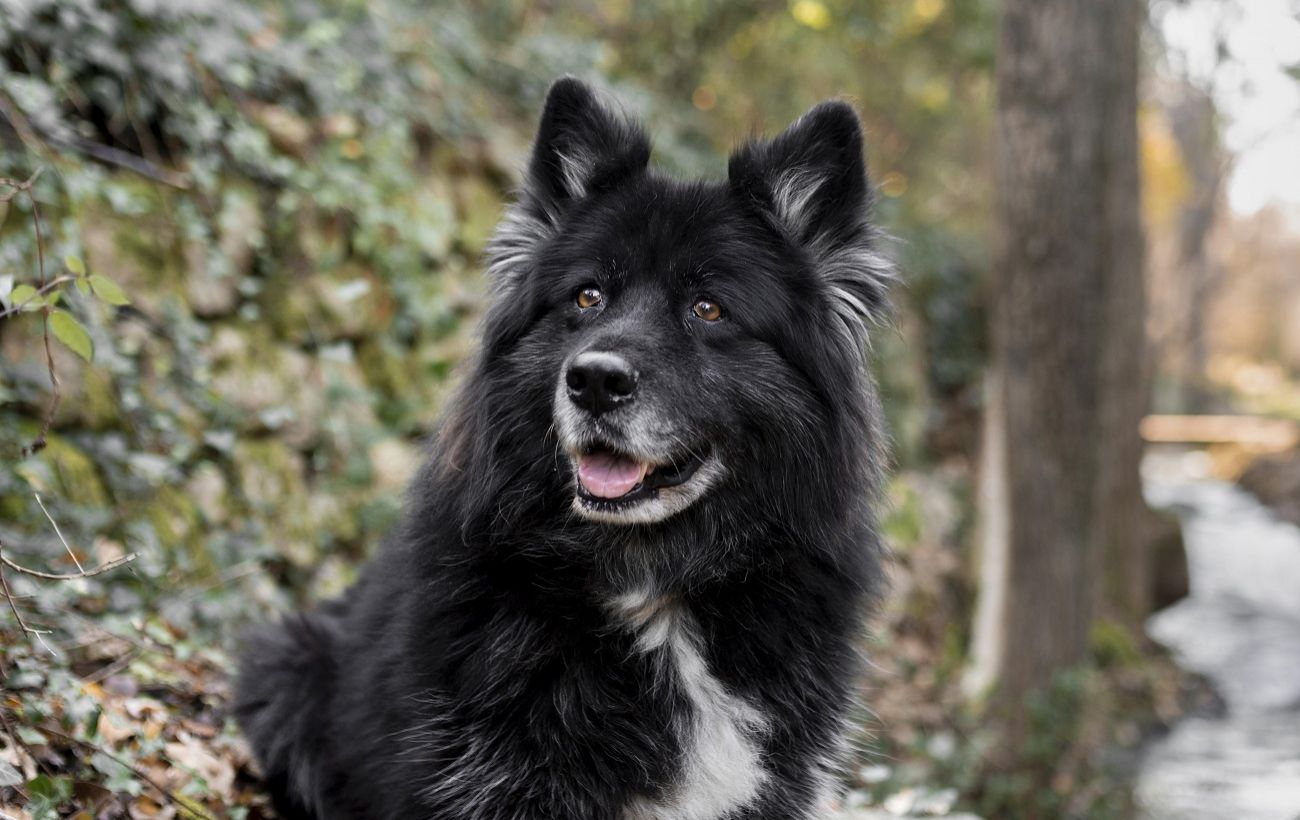 Кінолог назвав три породи собак, які найважче піддаються дресируванню