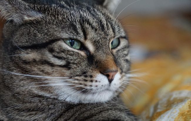 Як кішка вказує на присутність негативу в домі: головний сигнал