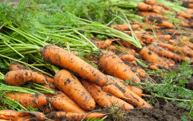 Виросте великою та солодкою: що зробити, щоб отримати великий урожай моркви