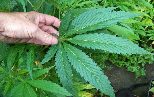 Киевский пенсионер вырастил конопли на 3 млн гривен