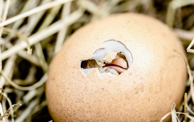 "Курча на підході": Instagram-яйце продовжує "тріскатися" (нові подробиці)
