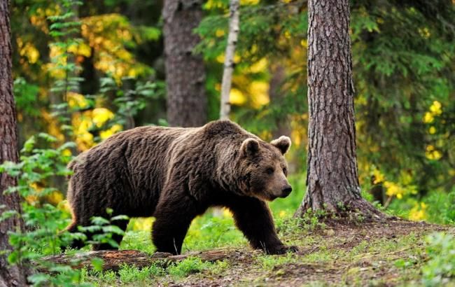 В России медведи выбирали президента Украины (фото, видео)