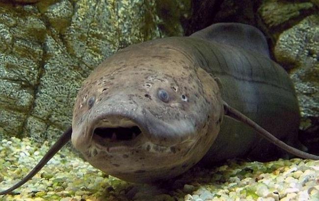 В Африці виявили рибу, яка може жити без їжі і води